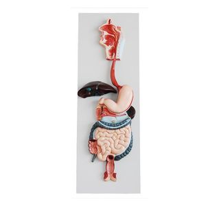 Modelo do Sistema Digestivo Humano