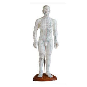 Modelo para Treinamento/Ensino de Acupultura 50cm ,Masculino