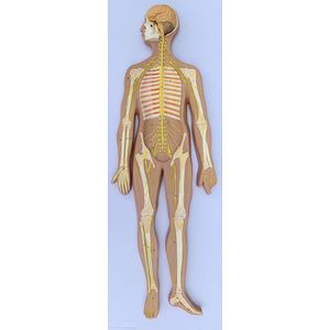 Modelo do Sistema Nervoso Humano