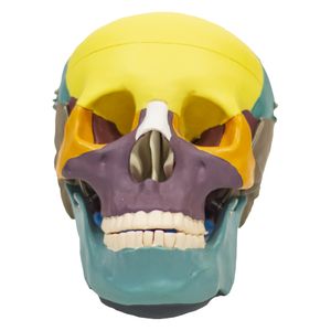 Modelo de Crânio Humano Colorido -Tamanho Real