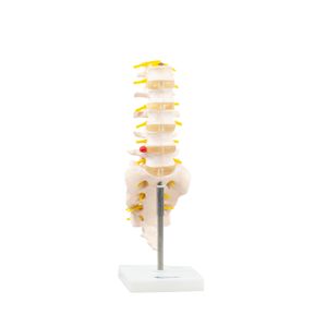 Coluna Vertebral Lombar