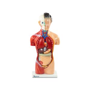 Torso Feminino 42cm 15 peças