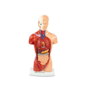 Modelo Mini Torso Humano - 26 cm (15 peças)