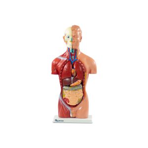 Torso Masculino,42cm (13 peças)
