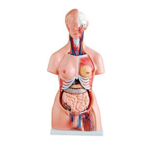 Torso de 85 cm, Bissexual, com Coluna Exposta, em 23 Partes