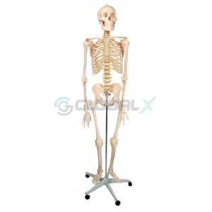 Esqueleto Humano Padrão de 180 cm C/ Suporte, Haste e Rodas