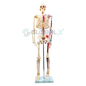 Modelo Esqueleto Humano com Músculos (Pintado) - 85cm