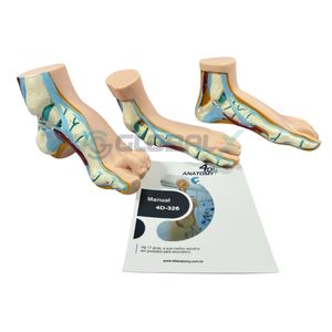 Modelo do Pé Humano ( Normal, Plano e Arqueado )