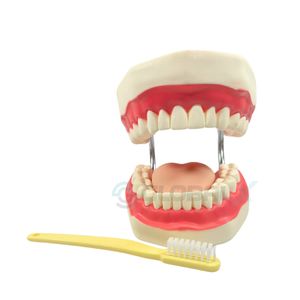 Modelo Dental para Treinamento de Cuidados Odontológicos
