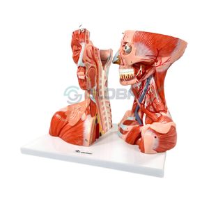 Modelo da Cabeça Humana e Pescoço (Muscular)