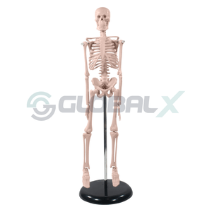Esqueleto Humano 85 cm de Altura C/ Suporte