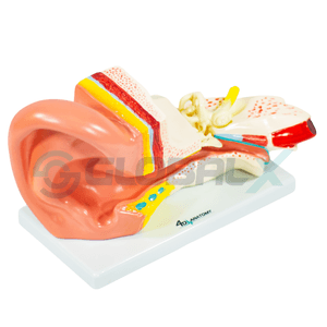 Modelo Estrutura da Orelha (Médio) - 2 partes